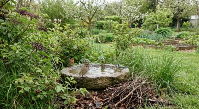 Sans que vous le sachiez, cette habitude d&rsquo;entretien au printemps transforme votre jardin en piège pour les oiseaux