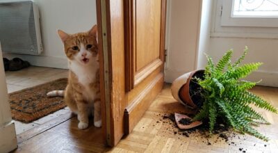 Si votre chat ne supporte pas la solitude, attention : ce signe que vous trouvez mignon cache un trouble grave