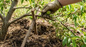 Si vous avez un pêcher, ce geste de printemps que tout le monde néglige donne des pêches géantes sans casse