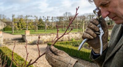 Tailler vos rosiers en mars : ce détail invisible que beaucoup oublient et qui gâche la floraison