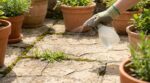 Terrasse envahie de mauvaises herbes : ce liquide de cuisine 100 % naturel les fait disparaître en quelques heures