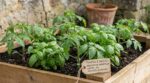 Tomates du jardin : ces graines aromatiques à semer avant avril à 20 cm pour sauver vos récoltes