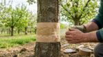 Vos arbres fruitiers : attention à ce piège anti-insectes sur le tronc qui les fait dépérir en silence