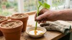 Vos boutures ratent toujours ? Cet ingrédient du petit-déjeuner change tout et relance la formation de racines