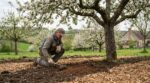 Vos fruitiers donnent peu ? Ce fertilisant naturel à griffer avant fin mars change toute votre récolte