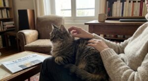 Votre chat ne ronronne jamais sous vos caresses : ce que ce silence dit vraiment de son bonheur (ou de sa santé)