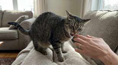 Votre chat vous mord en plein câlin ? Cette erreur de caresses que font presque tous les maîtres le pousse à bout