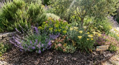 Votre jardin grille chaque été : ce trio de fleurs rebouche tous les trous sans une seule goutte d’eau