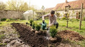 Votre jeune haie ne passera pas l’été si vous bâclez cette corvée le jour même de la plantation