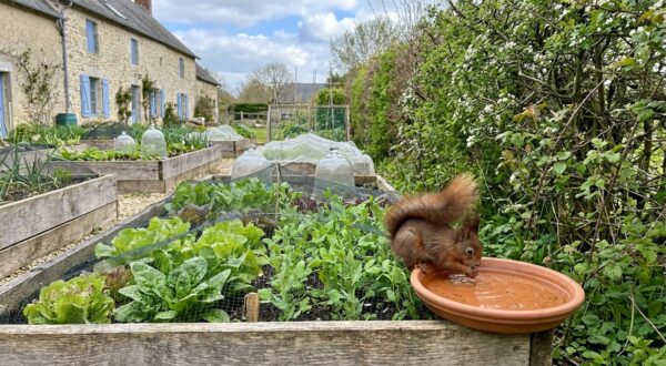 Vous le chassez du potager au printemps, pourtant ce petit animal roux protège vos récoltes : comment l’attirer