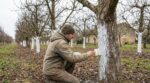 Vous trouvez ça bizarre ? Ces troncs de fruitiers peints en blanc cachent une raison qui change tout pour votre verger