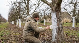Vous trouvez ça bizarre ? Ces troncs de fruitiers peints en blanc cachent une raison qui change tout pour votre verger
