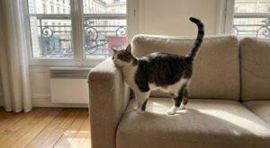 Vous trouvez ça mignon ? Ce que révèlent ces frottements de votre chat sur vos meubles (et le signe à surveiller)