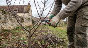 Amandier : cette erreur de taille au jardin ruine vos amandes, adoptez plutôt ce geste de fin d’hiver