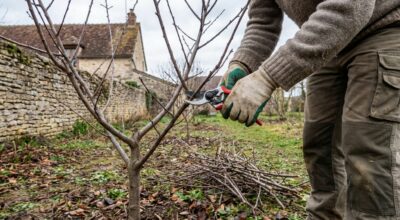 Amandier : cette erreur de taille au jardin ruine vos amandes, adoptez plutôt ce geste de fin d’hiver