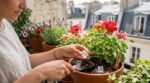 Avant de partir en vacances, ce gel maison garde vos plantes en pot 10 jours, mais une erreur les condamne