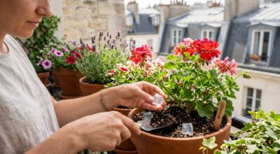 Avant de partir en vacances, ce gel maison garde vos plantes en pot 10 jours, mais une erreur les condamne