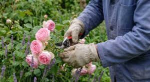 Avril : ces rosiers et arbustes de votre jardin doivent être taillés maintenant (et ceux à épargner)