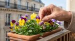 Ce geste de 2 minutes sur vos pensées au balcon évite de tout arracher et relance les fleurs jusqu’à l’été