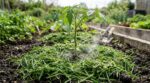 Ce paillage gratuit de tondeuse en avril déclenche sous vos tomates un désastre que vous ne voyez pas