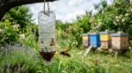 Ce printemps, cette bouteille montée à l’envers est la seule à stopper les frelons asiatiques sans tuer vos abeilles