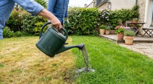 Ce produit ménager sous votre évier peut sauver un gazon jauni en 5 jours, si vous l’utilisez comme ça