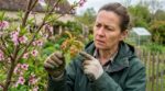 Ces jeunes feuilles rouges sur votre pêcher cachent un gros danger : les gestes à enchaîner avant le mois de mai