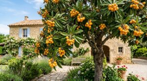 Cet arbre fruitier au goût de mangue pousse en France : l&rsquo;erreur en jardinerie qui vous prive de kilos de fruits