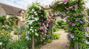 Cette plante grimpante méconnue cache votre mur en un rien de temps et explose de fleurs avec presque aucun entretien