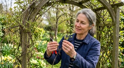 Clématites en avril : ce détail sur les tiges dit si vous pouvez tout couper ou si vous allez tuer la floraison