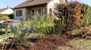 Fini les haies de thuyas grillées : ces arbustes fleuris aiment la chaleur et vous épargnent l&rsquo;arrosage