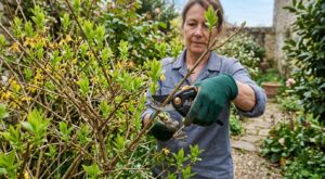 Forsythia fané : si vous ratez ces 14 jours pour le tailler, vous condamnerez sa floraison pendant des années