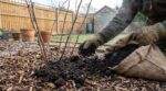 Framboisiers : ce geste d’hiver au pied du plant a doublé ma récolte, ne l’ignorez plus cette année