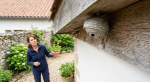 Frelons asiatiques : ce nid gros comme une balle de ping-pong sous votre toit, l’ignorer maintenant est risqué