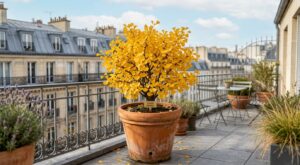 Ginkgo biloba en pot : cette erreur ruine vos terrasses, voici les variétés naines à privilégier