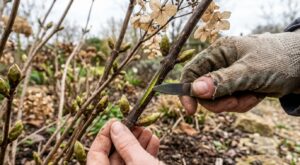 Hortensias : ce test visuel de 2 minutes au printemps, à faire avant de tailler, sinon vous risquez un été sans fleurs