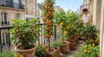 Jardin ou balcon : ces 5 arbres fruitiers donnent des récoltes record, vous regretterez de ne pas les planter