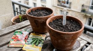 Jardinage : cette erreur avec vos semis d’avril condamne certaines graines à ne jamais lever en pot