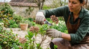 Jeune hortensia : cette taille de printemps que tout le monde fait et qui vous prive de toutes vos fleurs