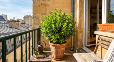 Laurier-sauce en pot sur balcon : cette erreur d’arrosage le condamne, voici comment l’éviter