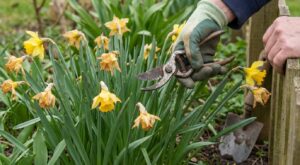Narcisses fanés : cette manie avec leurs feuilles épuise vos bulbes et ruine les floraisons futures sans le savoir