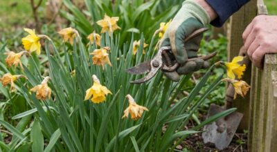 Narcisses fanés : cette manie avec leurs feuilles épuise vos bulbes et ruine les floraisons futures sans le savoir