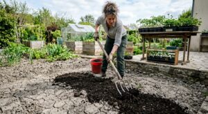 Ne plantez plus rien avant d’avoir fait ce geste au sol, sinon vos plants vont souffrir tout l’été