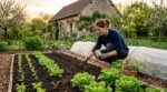 Ne videz plus vos sachets de graines : cette règle de 14 jours des maraîchers change vos salades pour de bon
