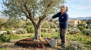 Olivier au jardin : juste après les dernières gelées, ce geste simple peut ruiner toute votre saison