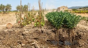 Pendant que votre potager grille, cette légumineuse semée en avril ira chercher l’eau là où les légumes ne vont jamais