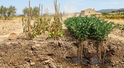 Pendant que votre potager grille, cette légumineuse semée en avril ira chercher l’eau là où les légumes ne vont jamais