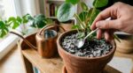 Plantes d’intérieur : si la terre blanchit, arrêtez ce réflexe que tout le monde a et faites plutôt ce geste