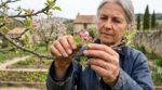 Pommiers au printemps : ce signal discret sur vos bourgeons annonce le moment critique, après vos pommes sont perdues