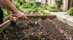 Potager : cette technique de semis utilisée en secret par les maraîchers peut vous éviter des heures de désherbage